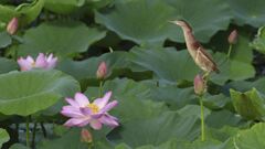 yoshigoi_4764