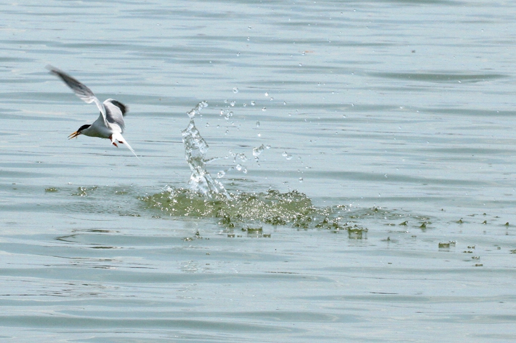 kuroharaajisashi_410202