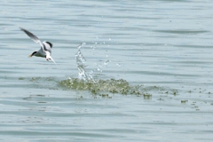 kuroharaajisashi_410202