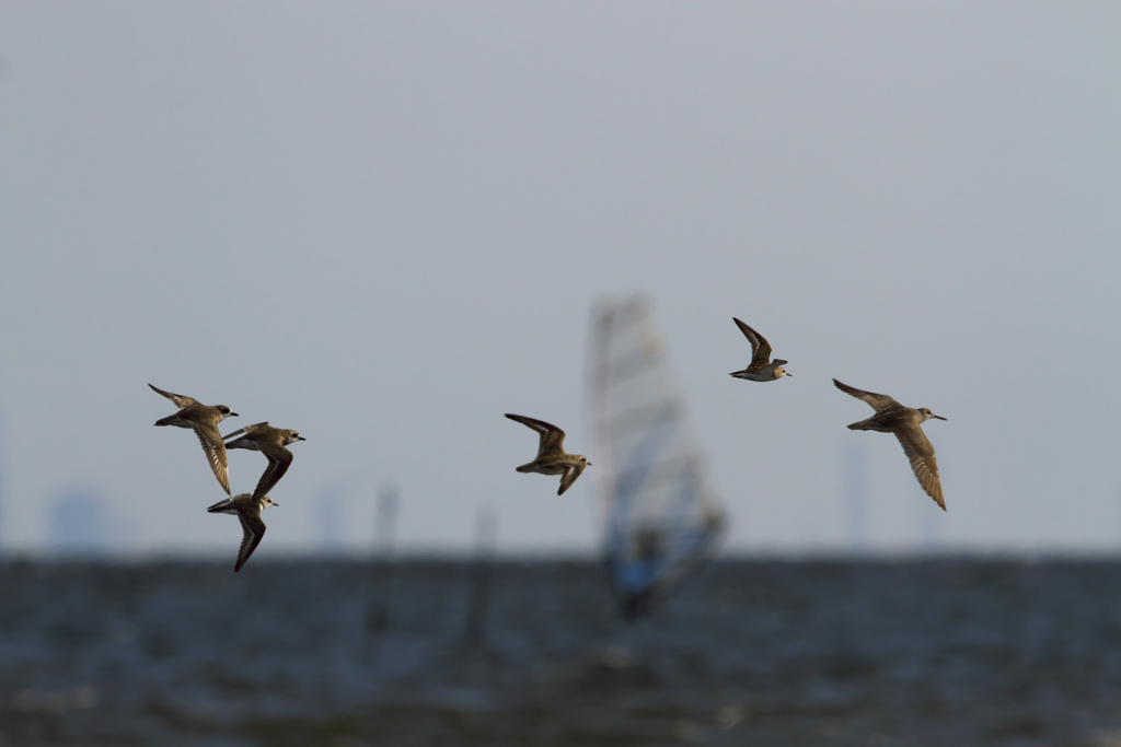 medaichidori_hisyou_9299