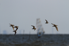 medaichidori_hisyou_9299