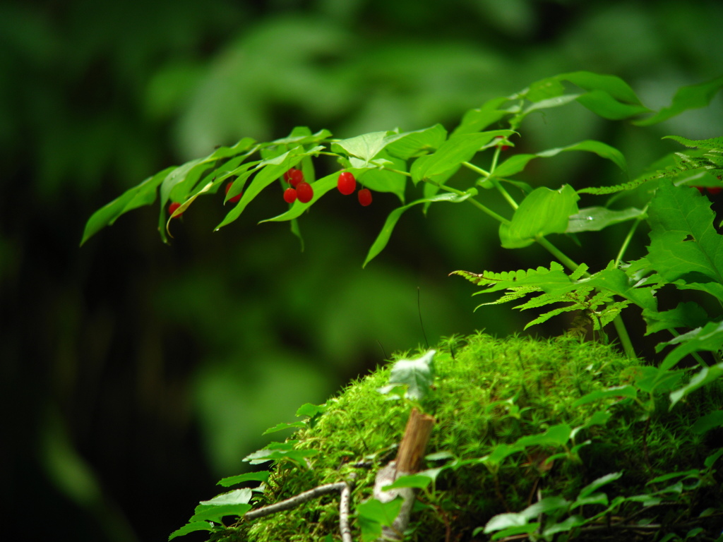 tsutaonsen_5275