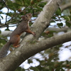 nihonrisu_3645