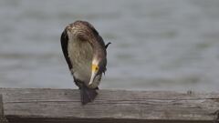 kawau_0319