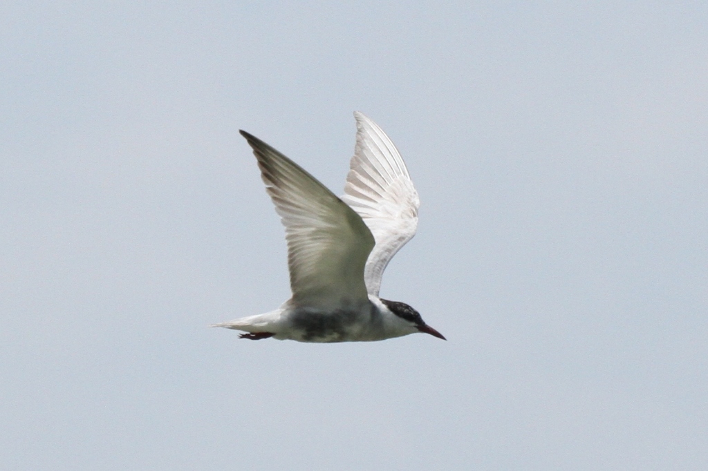 kuroharaajisashi_408002