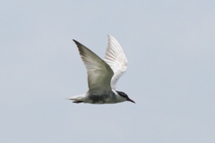 kuroharaajisashi_408002