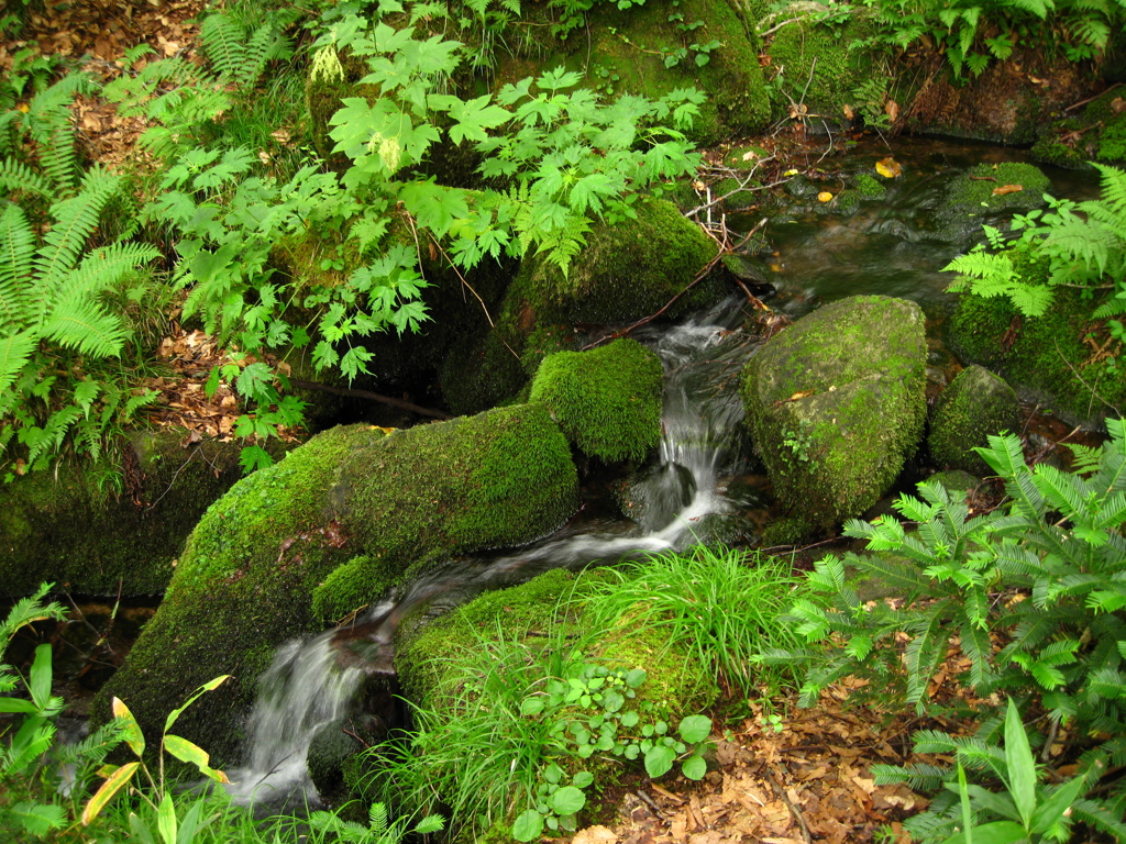 tsutaonsen_5281