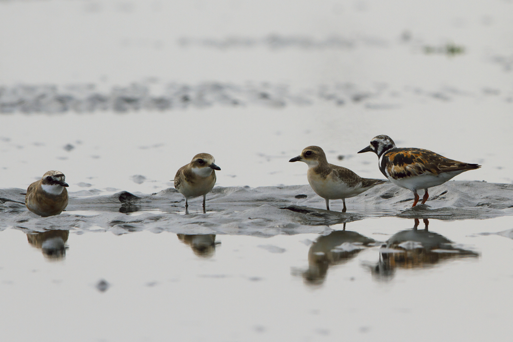 medaichidori_waka_2203