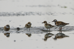 medaichidori_waka_2203