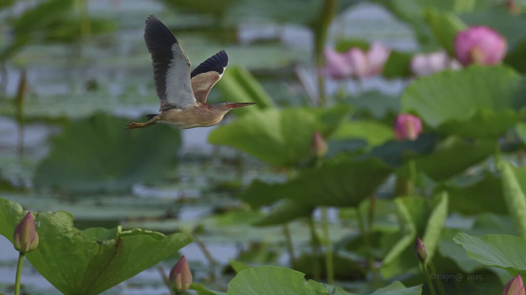 yoshigoi_4540