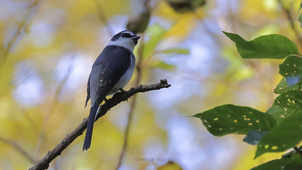 Ryukyusansyokui_2359