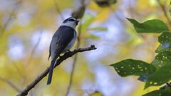 Ryukyusansyokui_2359