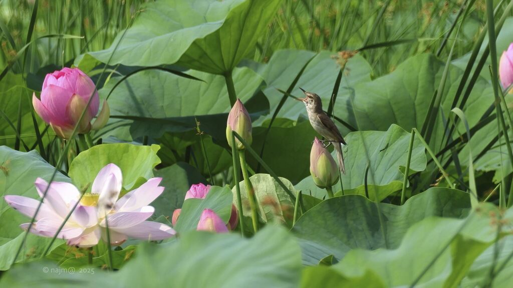ooyoshikiri_5771
