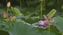 yoshigoi_4618