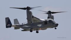 Osprey_8412