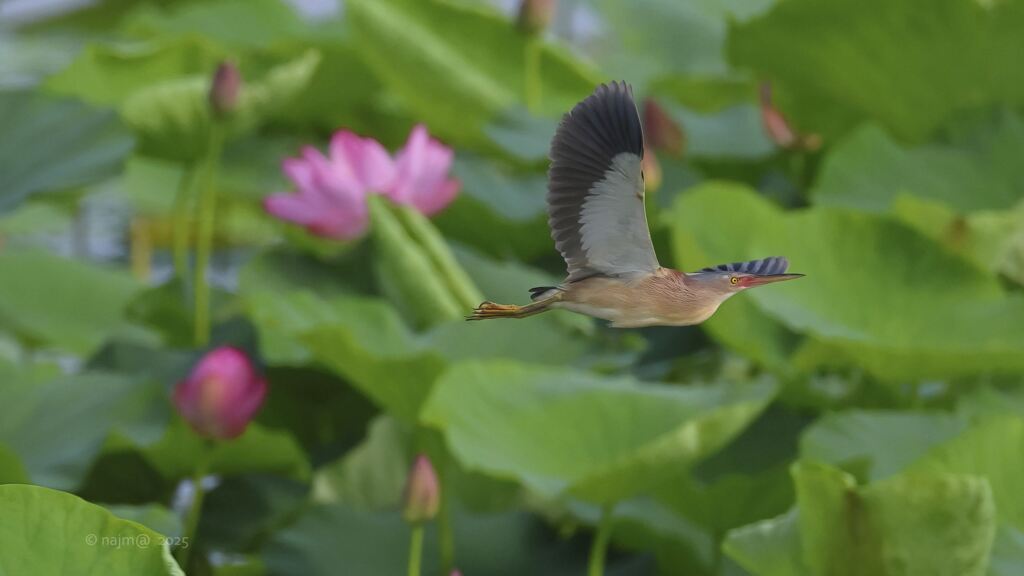yoshigoi_4542