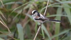 enaga_2517 enaga_2517