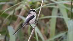 enaga_2524 enaga_2524