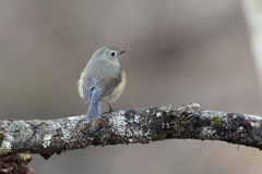 ruribitaki_8052