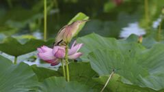 yoshigoi_4642