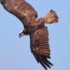 misago_5764