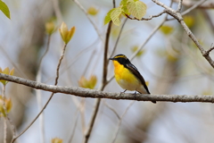 kibitaki_9604