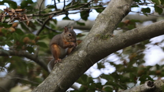 nihonrisu_3642