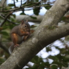 nihonrisu_3642