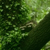 araiguma_9746