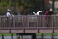 daisagi_5816