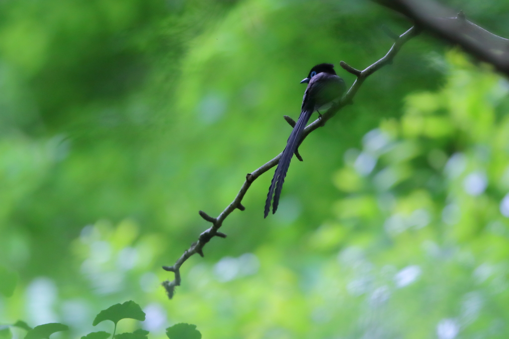 sankotyo_2565