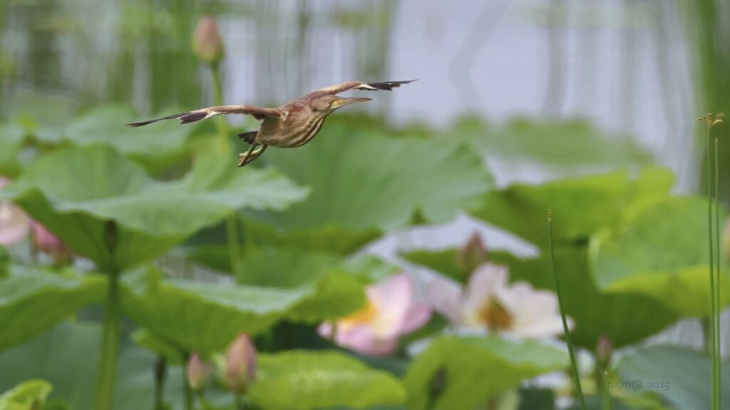 yoshigoi_5889