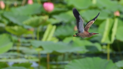 yoshigoi_4504