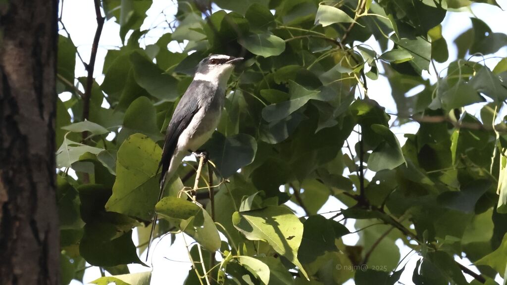 Ryukyusansyokui_2095