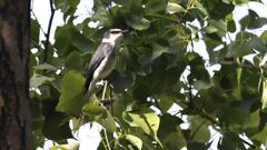 Ryukyusansyokui_2095