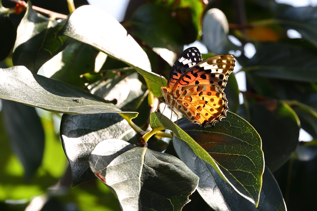 tsumagurohyoumon_1633