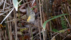 ruribitaki_7915