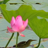 yoshigoi_7510