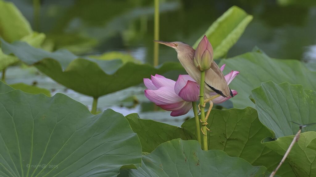 yoshigoi_4625