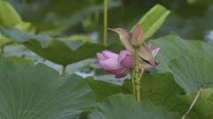 yoshigoi_4625