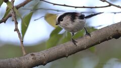 enaga_2357 enaga_2357