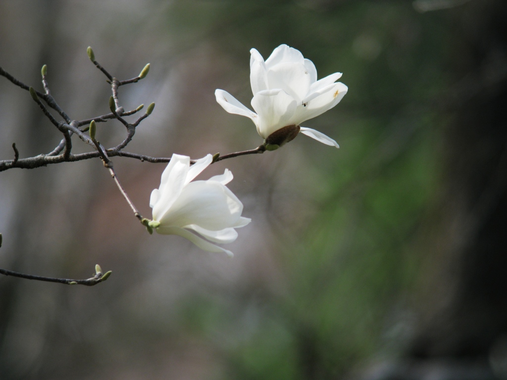 mokuren_2508_h