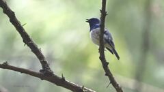 ooruri_7977