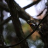 kibitaki_6358