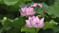 kodaihasu_6329