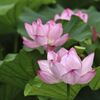 kodaihasu_6329
