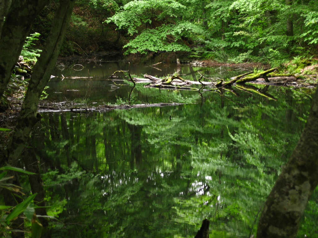 tsutaonsen_5202