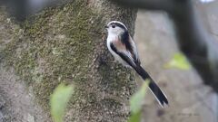 enaga_2451 enaga_2451