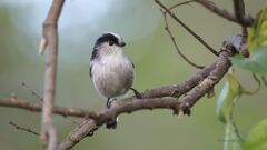 enaga_2378 enaga_2378