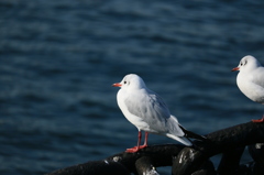 山下公園02